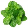Tutungerie cu Tigari de foi Senator Midi Viridis Mint trabucuri Senator